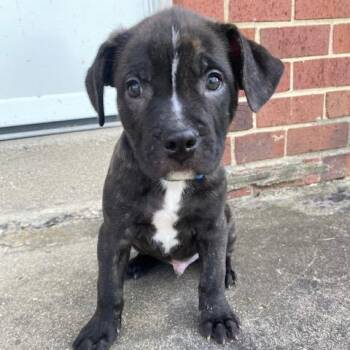Cane Corso and Mixed Breed Dogs Available for Adoption in Dayton, Ohio - Skunk | PetCurious