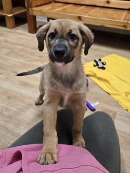 Mixed Breed Dogs Available for Adoption - Zephyr | PetCurious