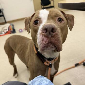 Pit Bull Terrier Dogs Available for Adoption - Statham | PetCurious