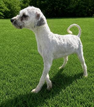 Peta -  Maltese Dog for Adoption in Waldorf, Maryland - Peta | PetCurious