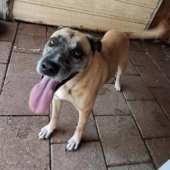 Hubble -  Mixed Breed Dog for Adoption in Boaz, Alabama - Hubble | PetCurious