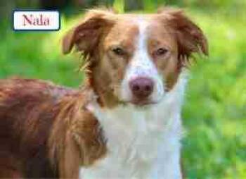 Rescue Brittany Spaniel Dogs for Adoption in Fort Worth, Texas - Nala | PetCurious