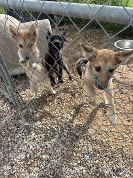 Puppies -  German Shepherd Dog Dog Available for Adoption in Clyde, Texas - Puppies | PetCurious