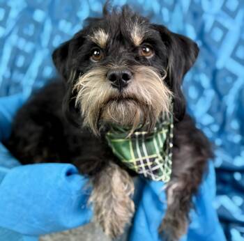 Rescue Schnauzer Dogs for Adoption in Hondo, Texas - Edgar - An Old Soul Gentleman! | PetCurious