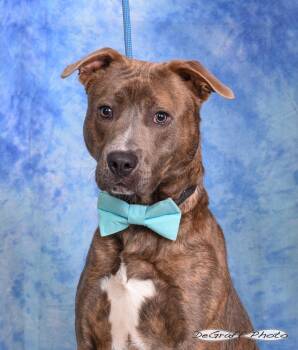 Mastiff and Labrador Retriever Dogs Available for Adoption in Pittsboro, North Carolina - Gunner | PetCurious