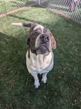 Australian Shepherd and Cane Corso Dogs Available for Adoption - Flokie | PetCurious