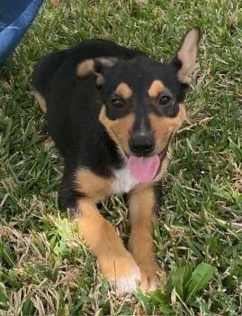 M&M -  German Shepherd Dog Dog for Adoption in Garland, Texas - M&M | PetCurious