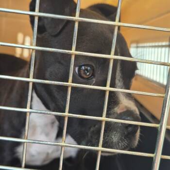 Terrier Dogs Available for Adoption in Montgomery, Alabama - Doodle | PetCurious