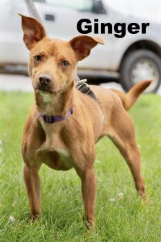 Ginger -  Chihuahua Dog for Adoption in Macomb, Illinois - Ginger | PetCurious