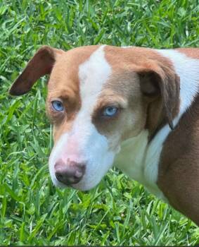 Anastasia -  Husky and Labrador Retriever Dog for Adoption in Houston, Texas - Anastasia | PetCurious