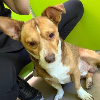 Petey -  Chihuahua and Mixed Breed Dog for Adoption in Tulsa, Oklahoma - Petey | PetCurious
