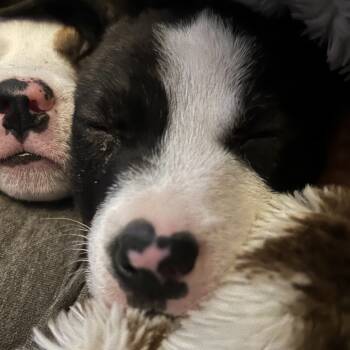 Rescue Mixed Breed Dogs for Adoption in Webster, Texas - Fred | PetCurious