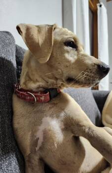 Chandler Bing -  Labrador Retriever Dog for Adoption in Indianapolis, Indiana - Chandler Bing | PetCurious