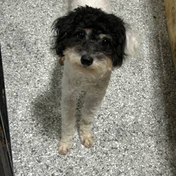 Miniature Poodle and Poodle Dogs Available for Adoption in Antwerp, Ohio - Brayson 7 Lbs  | PetCurious