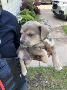 Mixed Breed Dogs Available for Adoption - MICKEY | PetCurious