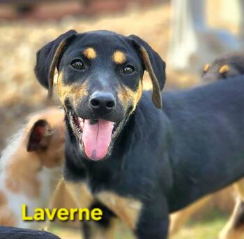 Rottweiler Dogs Available for Adoption in Austin, Texas - Laverne  | PetCurious