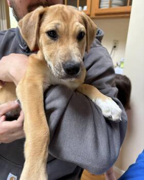 Labrador Retriever and Hound Dogs Available for Adoption in Monticello, New York - Clover | PetCurious