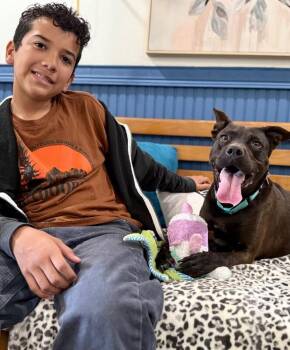 Leela Lou Lovey the Social Butterfly -  Pit Bull Terrier and Labrador Retriever Dog for Adoption in Friendswood, Texas - Leela Lou Lovey The Social Butterfly | PetCurious