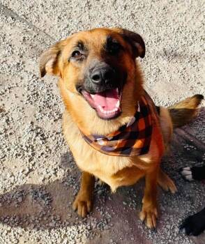 Rescue Australian Cattle Dog Blue Heeler and German Shepherd Dog Dogs for Adoption in Shawnee, Oklahoma - Brand | PetCurious