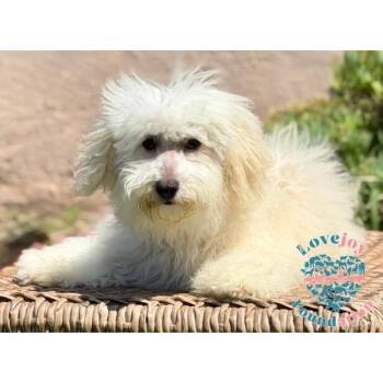 Trixie MB -  Maltese Dog for Adoption in Inglewood, California - Trixie MB | PetCurious