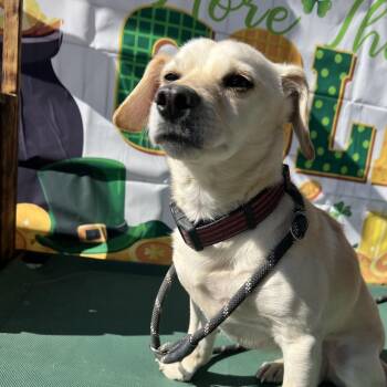 Chihuahua and Dachshund Dogs Available for Adoption in Aledo, Texas - Robbie | PetCurious