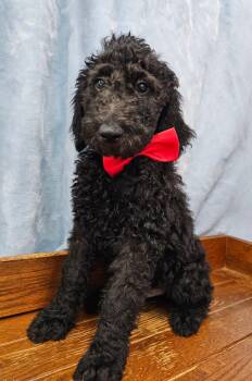 Parsnip -  Standard Poodle Dog for Adoption in East Sparta, Ohio - Parsnip | PetCurious