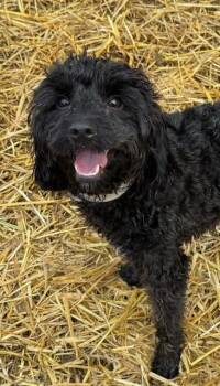 Rescue Poodle Dogs for Adoption in Columbia, Maryland - Stan-Stanza | PetCurious