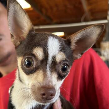 Mixed Breed Dogs Available for Adoption in Leander, Texas - Nola | PetCurious
