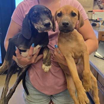 Sokka -  Hound and Mixed Breed Dog for Adoption in Wickenburg, Arizona - Sokka | PetCurious