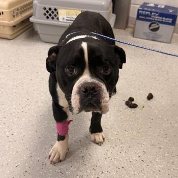 Playstation -  English Bulldog Dog for Adoption in Indianapolis, Indiana - Playstation | PetCurious