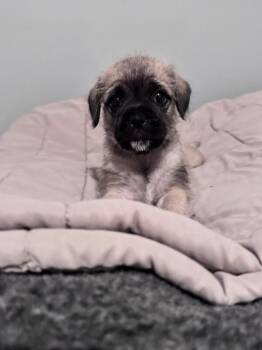 Kona -  Pug and Maltese Dog for Adoption in Los Angeles, California - Kona | PetCurious