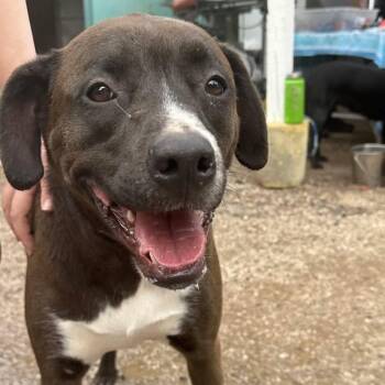 Snail Girl -  Labrador Retriever and Pit Bull Terrier Dog for Adoption in Austin, Texas - Snail Girl | PetCurious