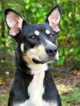 Boone -  Australian Kelpie Dog for Adoption in Manchester, Tennessee - Boone | PetCurious