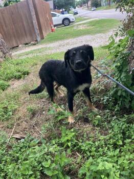 VIOLET -  Mixed Breed Dog for Adoption in Dallas, Texas - VIOLET | PetCurious