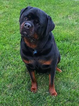 Otis -  Rottweiler Dog for Adoption in Lisbon, Iowa - Otis | PetCurious