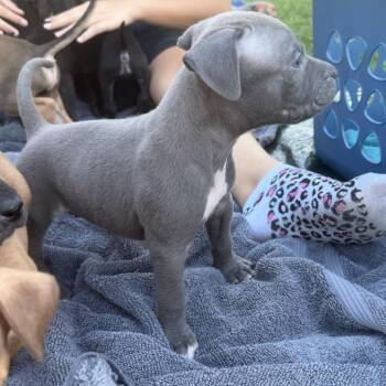 Yoda -  Black Labrador Retriever and Mixed Breed Dog for Adoption in Hohenwald, Tennessee - Yoda | PetCurious