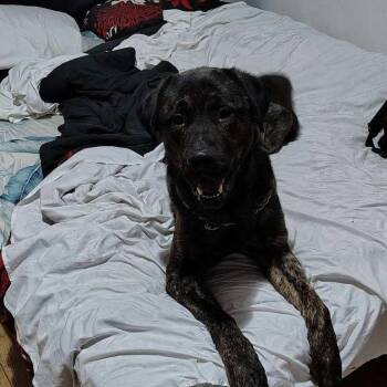 Bear -  Mixed Breed Dog for Adoption in Bismarck, North Dakota - Bear | PetCurious