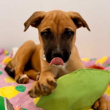 Black Mouth Cur and Mixed Breed Dogs Available for Adoption in Green Bay, Wisconsin - Taz | PetCurious