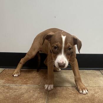 FWT Kenai -  Labrador Retriever and Shepherd Dog for Adoption in Midland, Texas - FWT Kenai | PetCurious