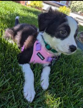 Mullica Queen -  Collie and Retriever Dog for Adoption in Fort Lupton, Colorado - Mullica Queen | PetCurious