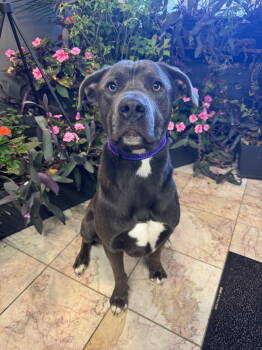 Rescue Staffordshire Bull Terrier Dogs for Adoption in Leavenworth, Kansas - Curly | PetCurious