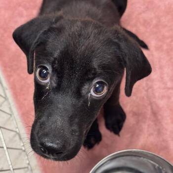 Xaden -  Labrador Retriever Dog Available for Adoption in Austin, Texas - Xaden | PetCurious