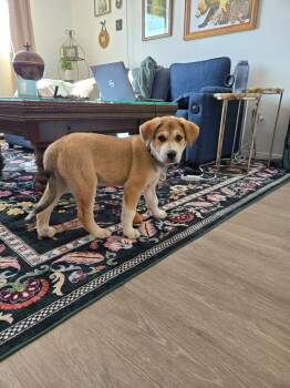 Great Pyrenees and Border Collie Dogs Available for Adoption - Boone | PetCurious