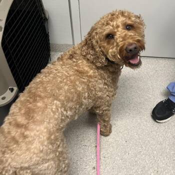 Bexley -  Poodle and Golden Retriever Dog for Adoption - Bexley | PetCurious