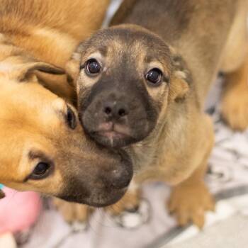 Nebula 22405 -  Basset Hound and Labrador Retriever Dog for Adoption in Cumming, Georgia - Nebula 22405 | PetCurious