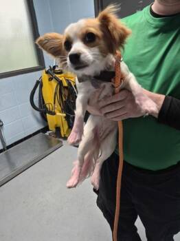 Pen 232 -  Chihuahua Dog for Adoption in Lawrenceville, Georgia - Pen 232 | PetCurious