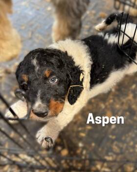 ASPEN -  Bernadoodle Dog for Adoption in Ashland, Ohio - ASPEN | PetCurious