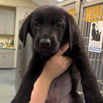 German Shepherd Dog Dogs Available for Adoption - Barrel | PetCurious