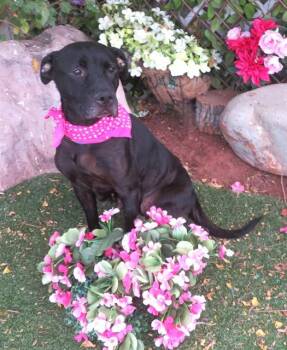 QUEENIE -  Pit Bull Terrier Dog for Adoption in Oklahoma City, Oklahoma - QUEENIE | PetCurious