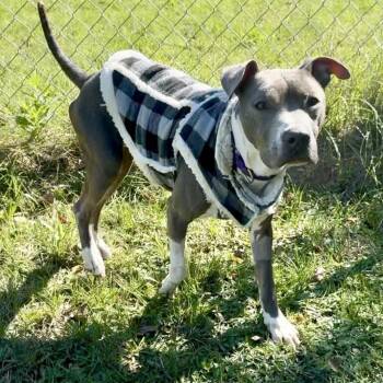 Rescue Terrier Dogs for Adoption in Longview, Texas - Maddox | PetCurious